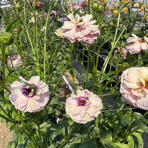 ラナンキュラス:ラックス アイオリア3.5-4号ポット