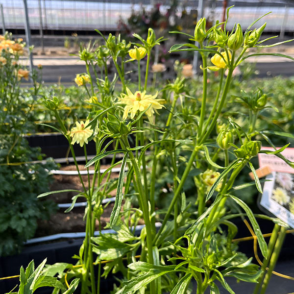 ラナンキュラス:ラックス アポロン3.5-4号ポット