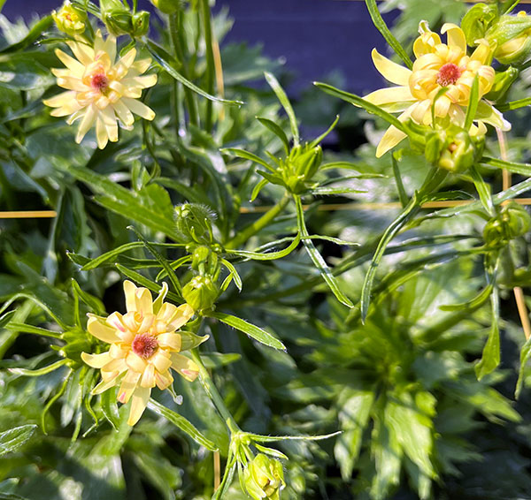 ラナンキュラス:ラックス アポロン3.5-4号ポット