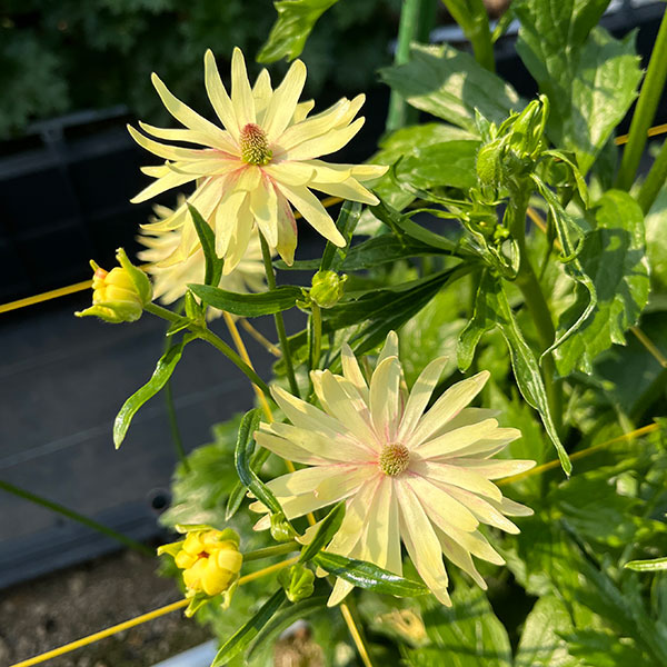 ラナンキュラス:ラックス アポロン3.5-4号ポット