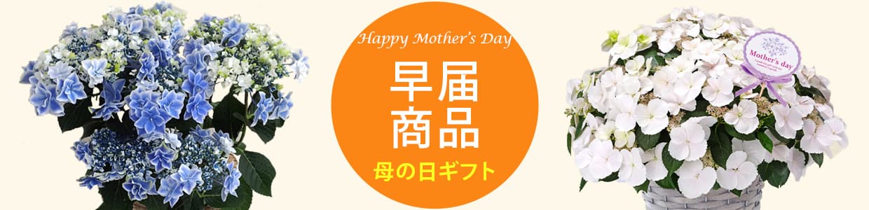 早届け割引商品