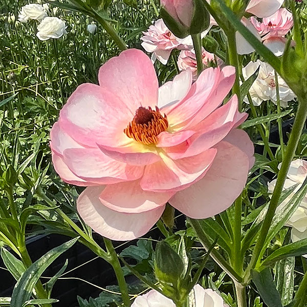 ラナンキュラス：ラックス　ヴィーナス3.5-4号ポット