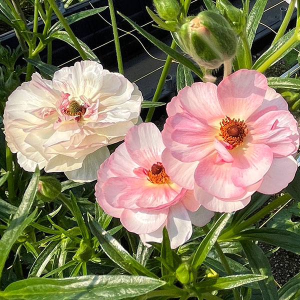 ラナンキュラス：ラックス　ヴィーナス3.5-4号ポット