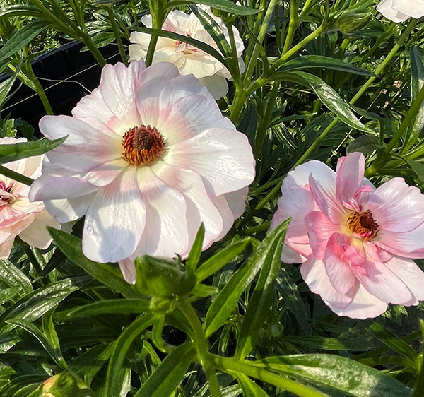 ラナンキュラス：ラックス　ヴィーナス3.5-4号ポット