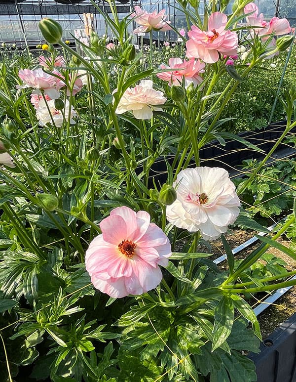 ラナンキュラス：ラックス　ヴィーナス3.5-4号ポット