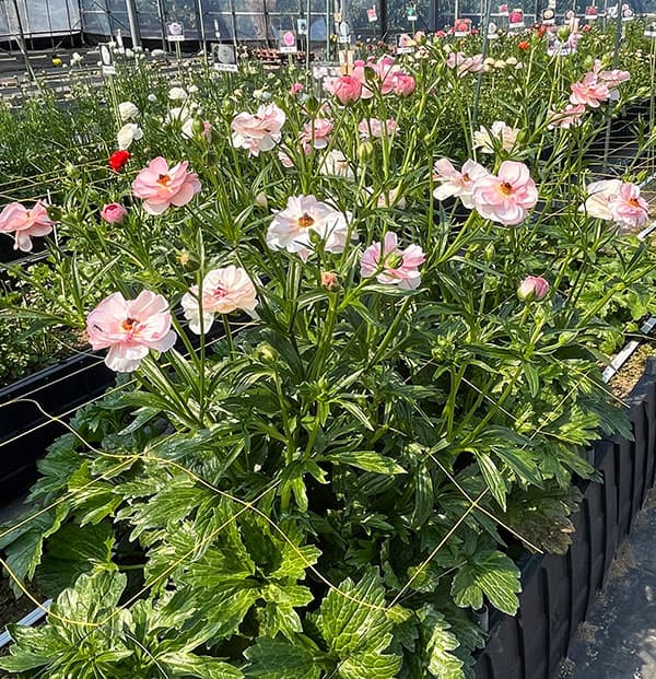 ラナンキュラス：ラックス　ヴィーナス3.5-4号ポット