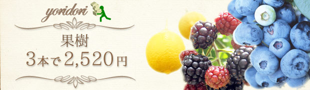 果樹の苗木3鉢セット hanahirobaonline_saibaisetto-