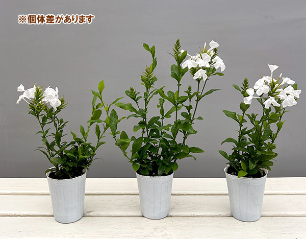 プルンバーゴ　ホワイト　スタンダード仕立て　鉢植え 園芸ネット本店｜プルンバーゴ（ルリマツリ）ホワイト2.5-3.5号ポット2