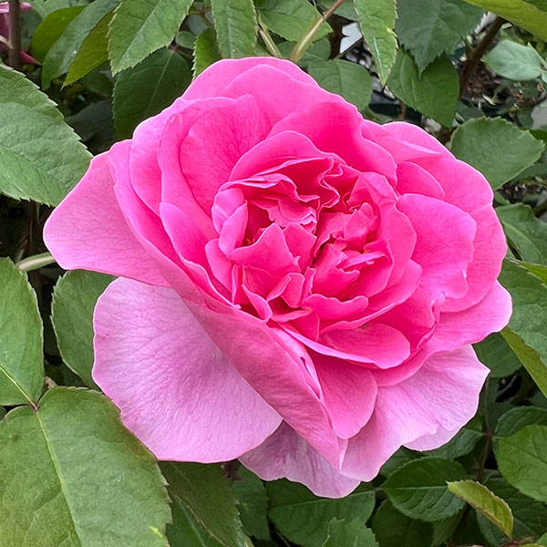 イングリッシュローズ　デビッド・オースチン・ロージズ：ガートルード・ジェキル大苗6L角鉢植え