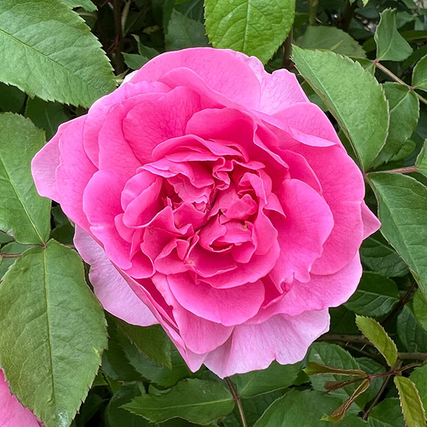 イングリッシュローズ　デビッド・オースチン・ロージズ：ガートルード・ジェキル大苗6L角鉢植え