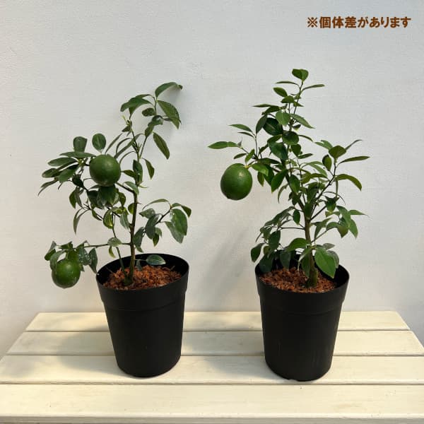 ライム6号鉢植え[実付き]