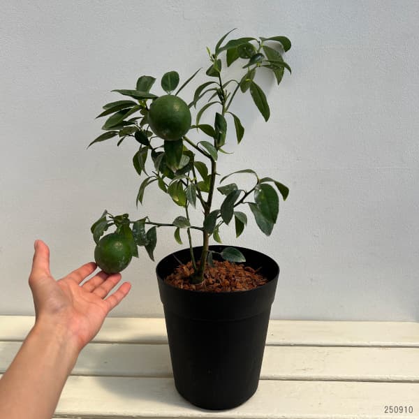 ライム6号鉢植え[実付き]
