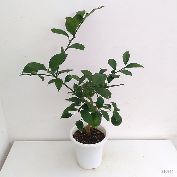 ライム6号鉢植え[実付き]
