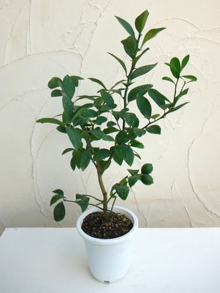 ライム6号鉢植え[実付き]