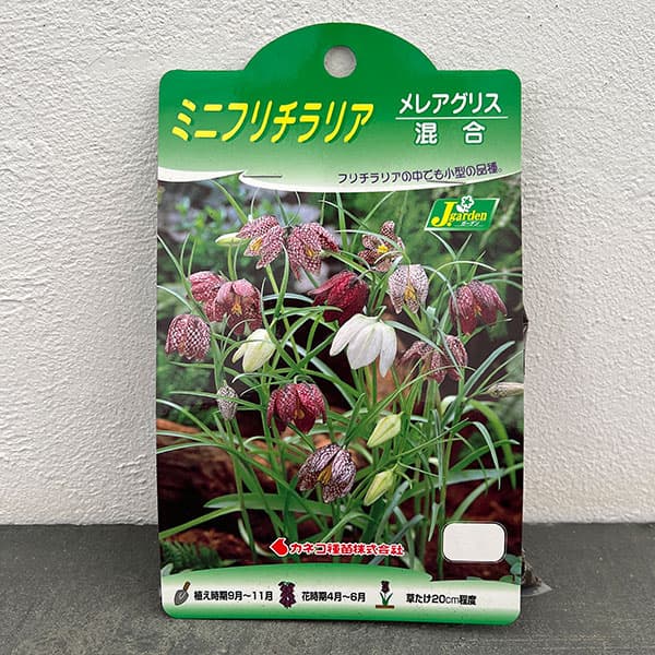 フリチラリア(ミニ):メレアグリス(混合)8球入り