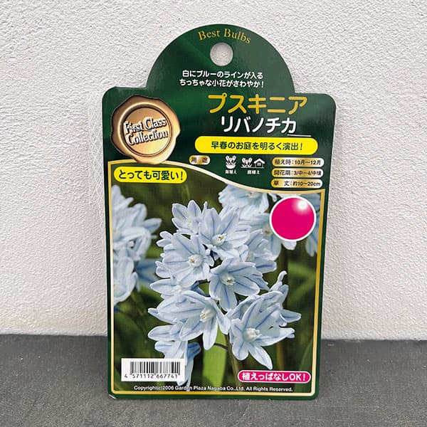 [棚卸セール]プスキニア：リバノチカブルー8球入り