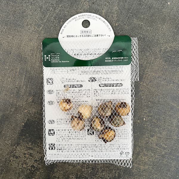 [棚卸セール]プスキニア：リバノチカブルー8球入り