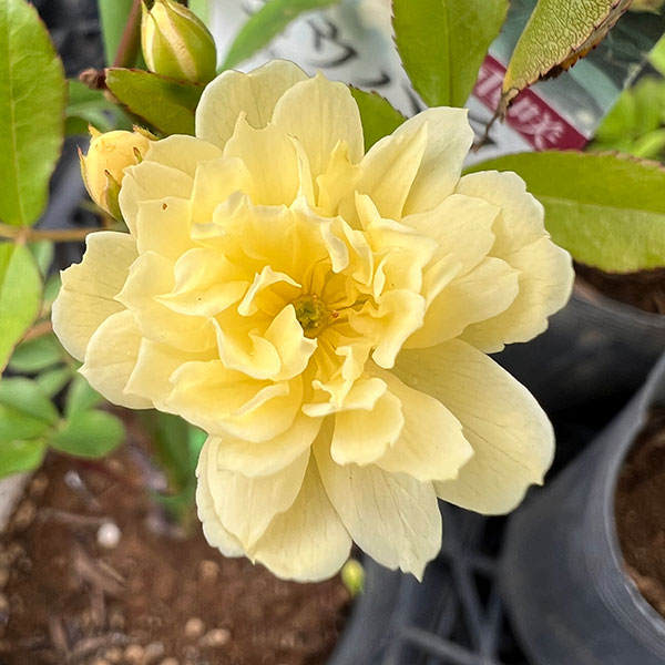 モッコウバラ：黄花八重咲き3号ポット*