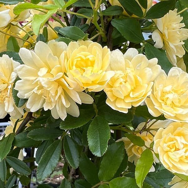 モッコウバラ：黄花八重咲き3号ポット*