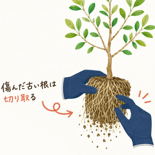 根鉢を軽くほぐす