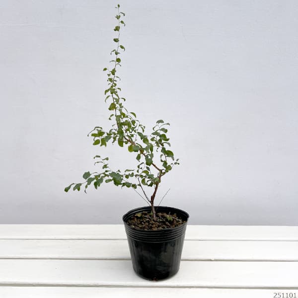 シジミバナ(蜆花)4号ポット