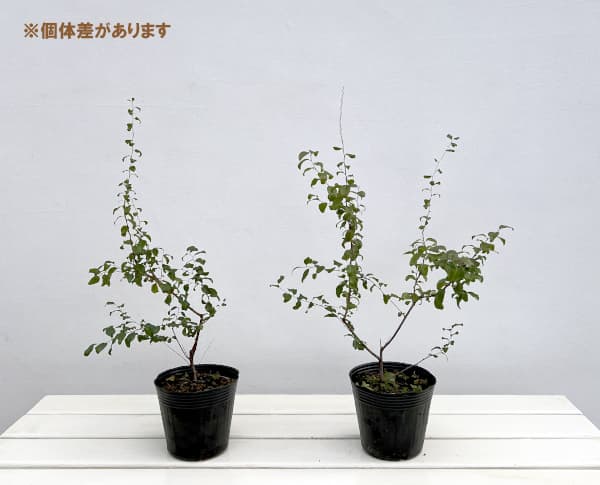 シジミバナ(蜆花)4号ポット