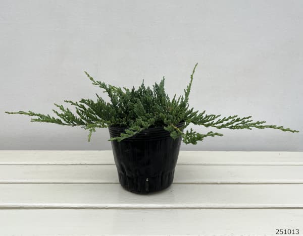 コニファー(這性）：バーハーバー5号ポット