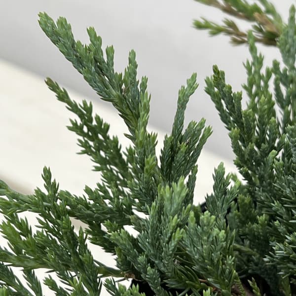 コニファー(這性）：バーハーバー5号ポット