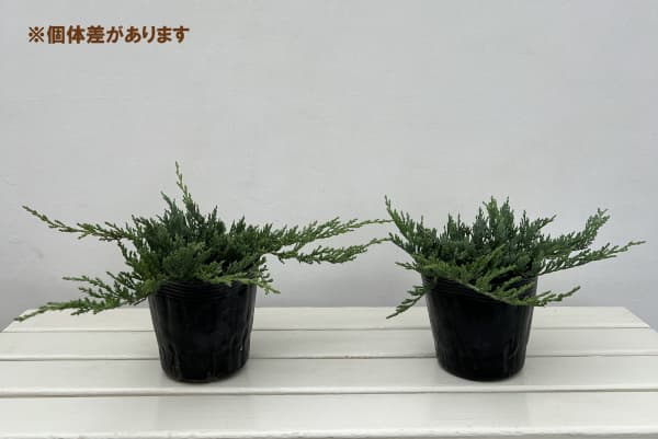 コニファー(這性）：バーハーバー5号ポット