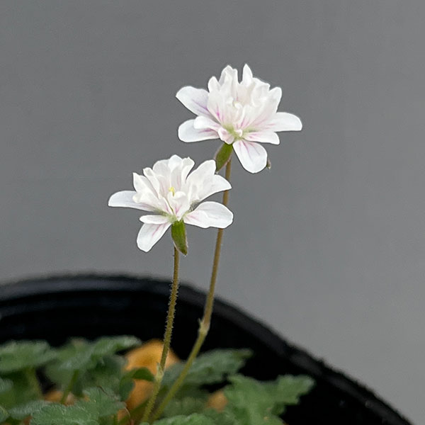 ヒメフウロソウ（姫風露草）：白花八重咲2.5～3号ポット2株セット