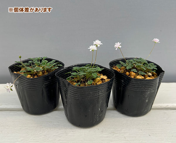 ヒメフウロソウ（姫風露草）：白花八重咲2.5～3号ポット2株セット
