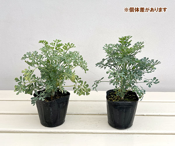 ルー:ブルーリーフルー3号ポット 3株セット