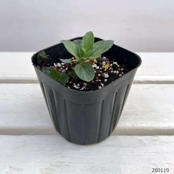 ニホンハッカ：ホクト3号ポット