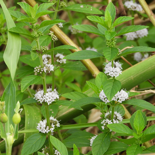 ニホンハッカ：ホクト3号ポット