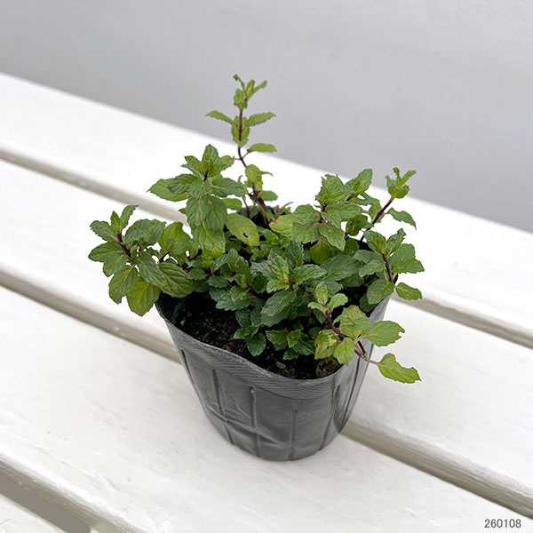 ミント:ペパーミントホワイト3号ポット2株セット