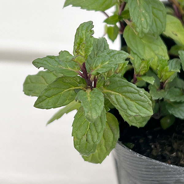 ミント:ペパーミントホワイト3号ポット2株セット
