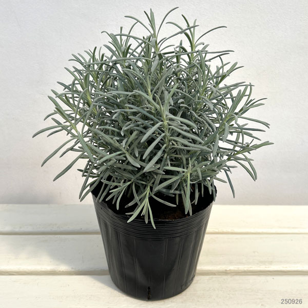 ラベンダー:グロッソ5号鉢植え