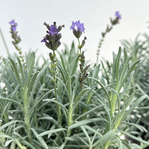 ラベンダー:グロッソ5号鉢植え