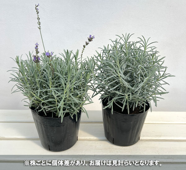 ラベンダー:グロッソ5号鉢植え