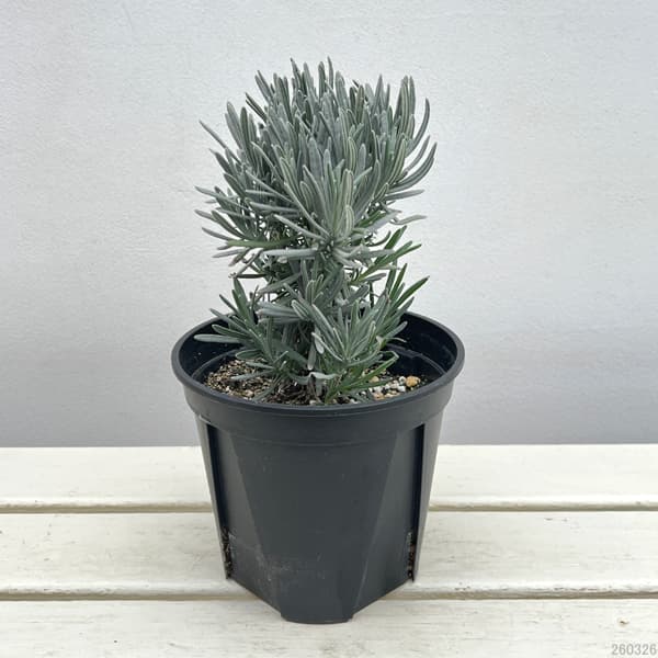 ラベンダー：グロッソ5号鉢植え