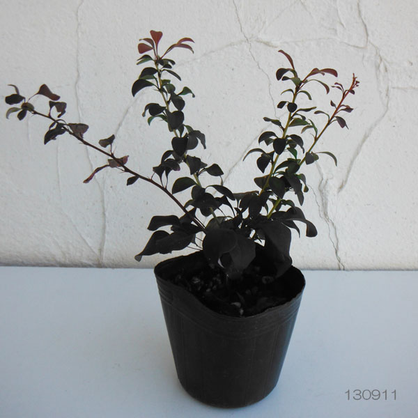 メギ（バーベリス）：ローズグロー3号ポット 2株セット