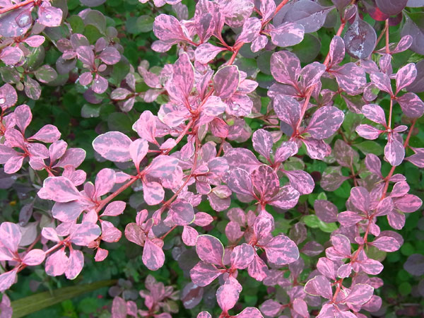 メギ（バーベリス）：ローズグロー3号ポット 2株セット