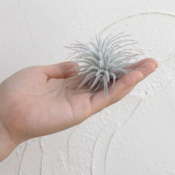チランジア：テクトラム（テクトルム） Sサイズ（直径3～5cm）