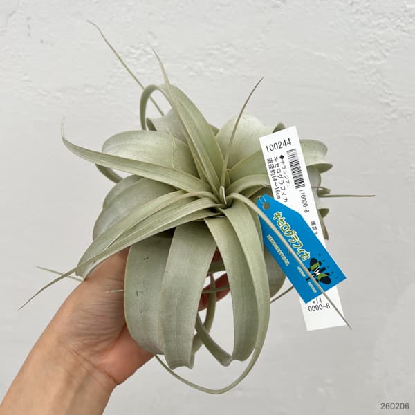 チランジア：キセログラフィカ直径約14～16cm