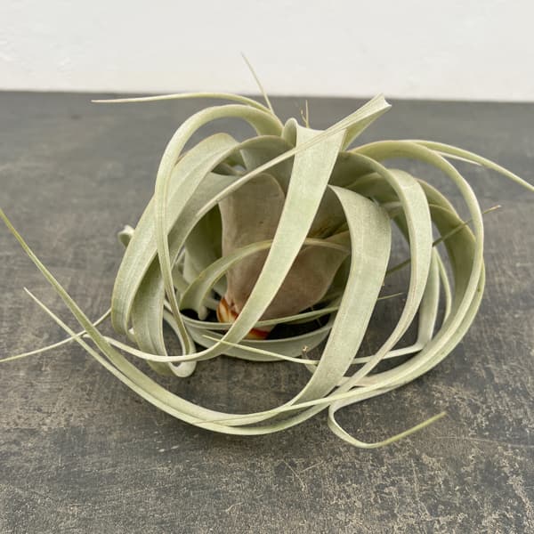 チランジア：キセログラフィカ直径約14～16cm