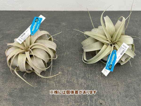 チランジア：キセログラフィカ直径約14～16cm