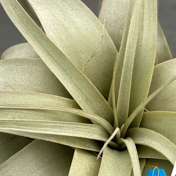 チランジア：キセログラフィカ直径約14～16cm