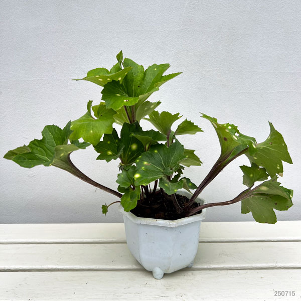 ツワブキ：舞扇（マイオウギ）5号鉢植え