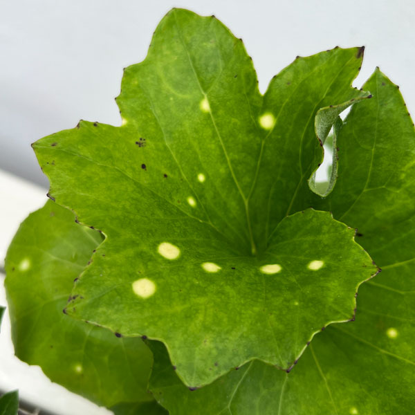 ツワブキ：舞扇（マイオウギ）5号鉢植え