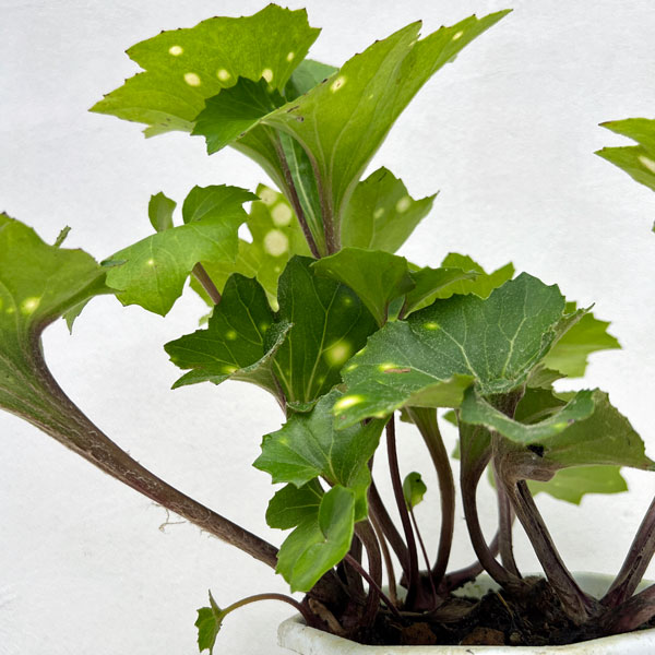 ツワブキ：舞扇（マイオウギ）5号鉢植え
